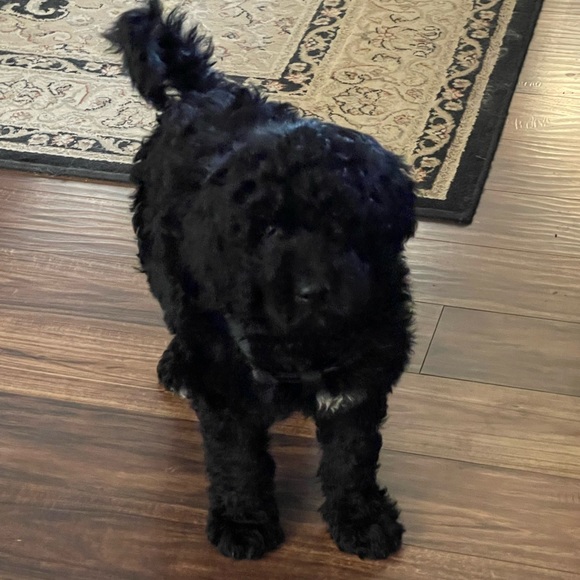 New Addition to Our Family! - Picture 6 of 7